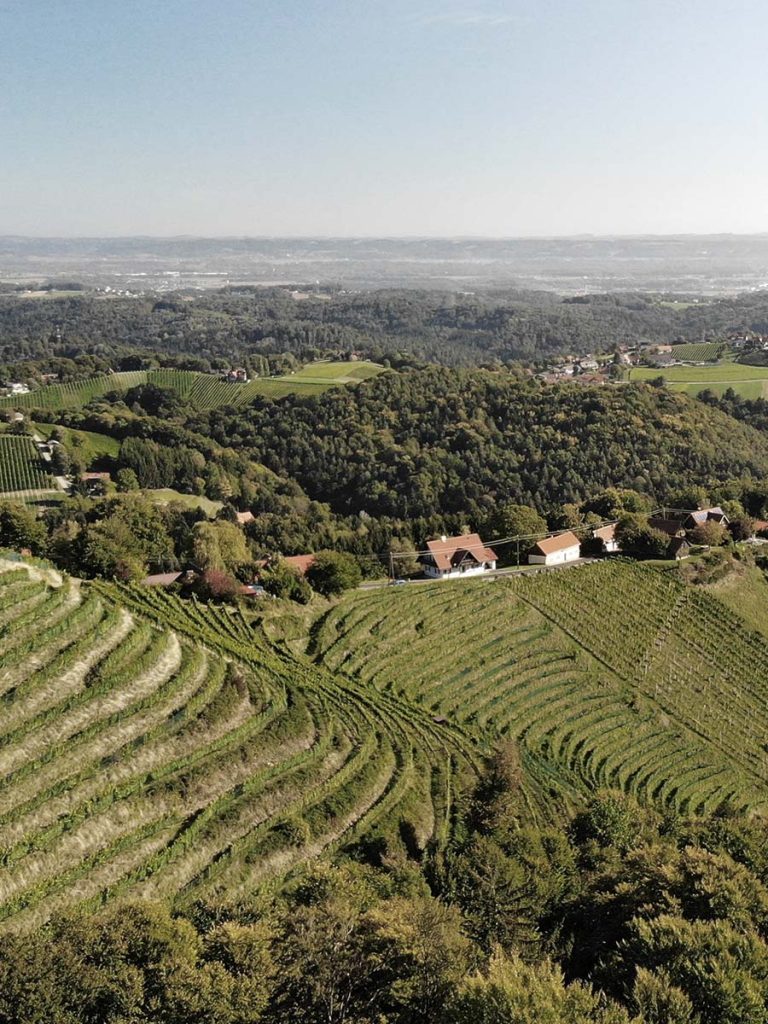 Schräge Hanglage im Weinbaugebiet Sausal