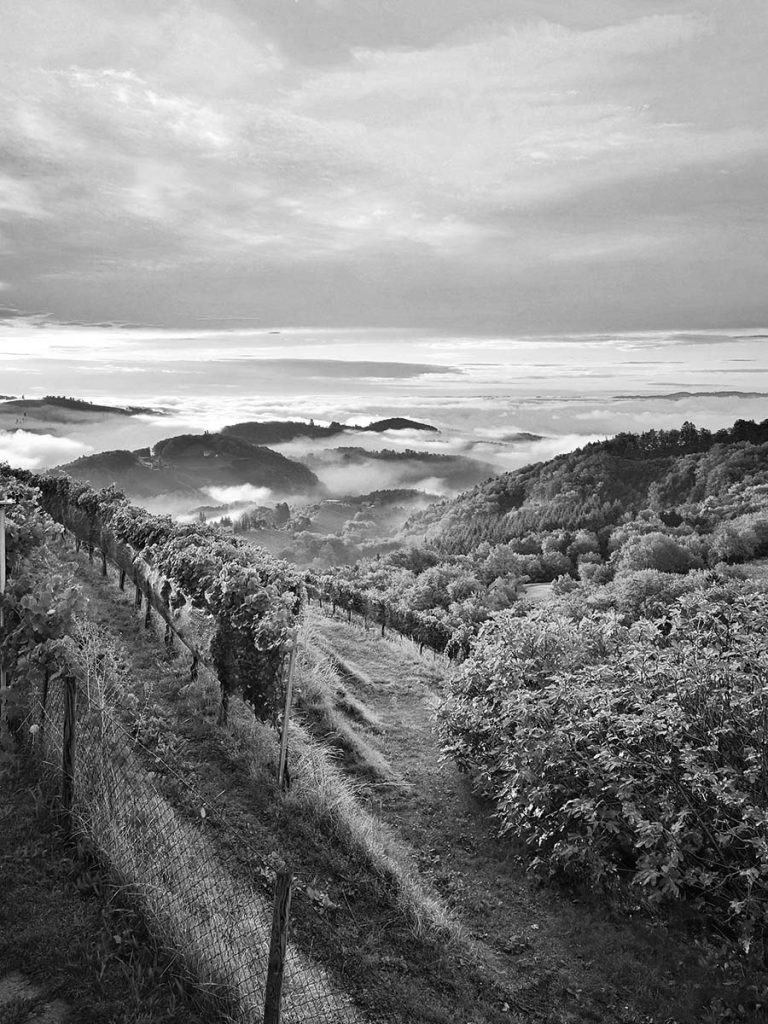 Blick über das Sausal